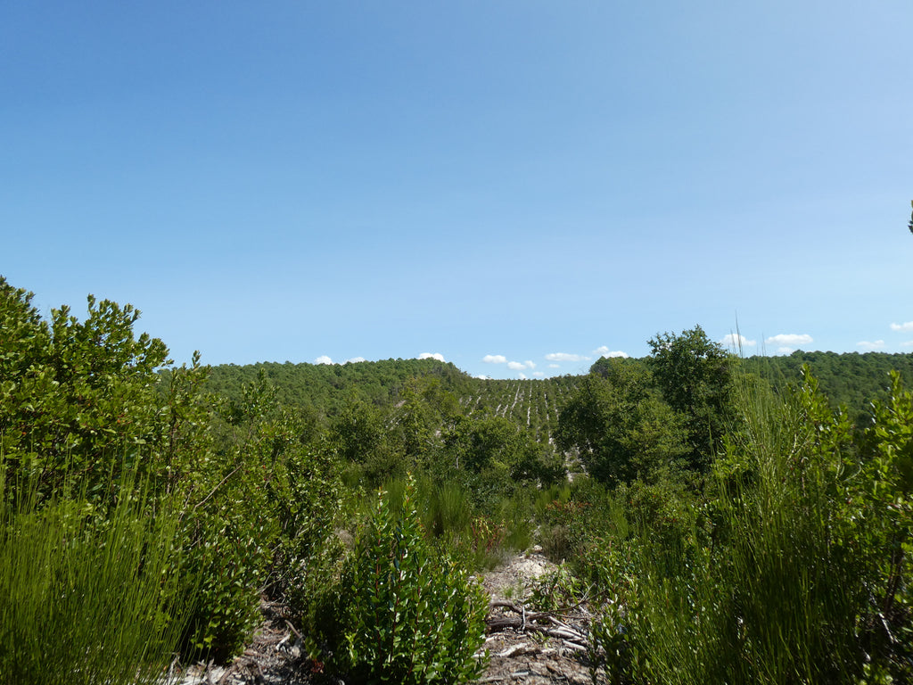 MERVEILLE DES LANDES BIO - Soin de peau Sensible Régénération Intégrale Visage